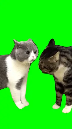 Cats arguing meme