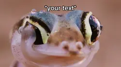 Gecko lick