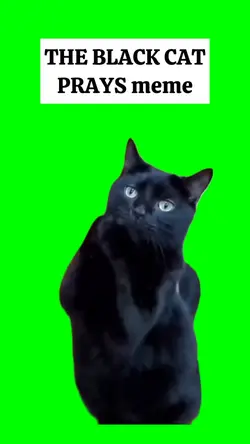 BLACK CAT PRAYS