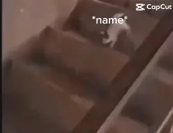 Cats๐