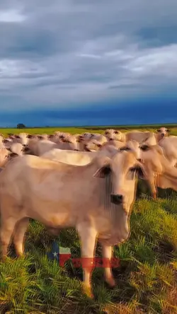 Não vem de outro jei