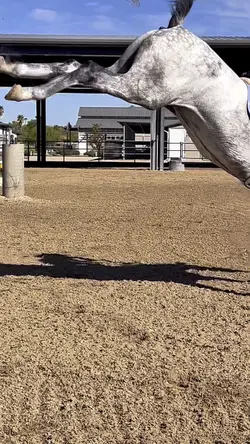 HORSE FAIL‼️⚠️FAKE⚠️