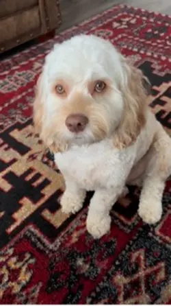 Happy Cockapoo