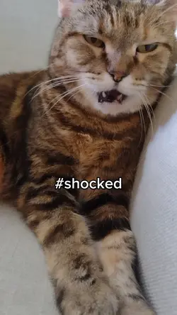 my cat is shocked