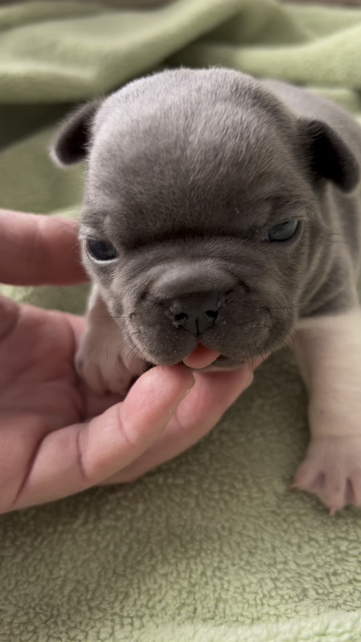 Frenchie 
