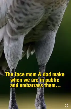 Crazy Bird Stare 