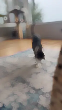 Velocity