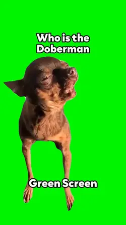 Who is the Doberman