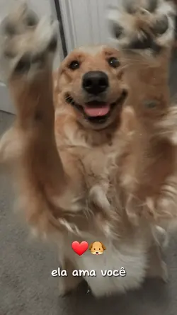 Seu cãozinho🩶