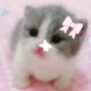 Kucing konyol 