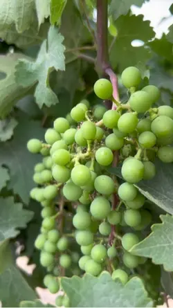Vineyard 