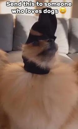 Cute Doggos