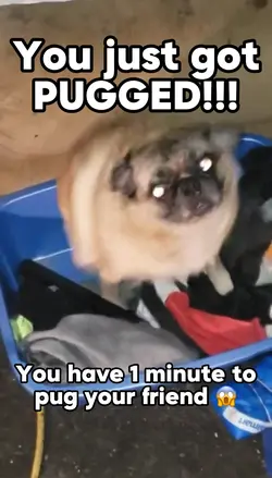 Pug Someone