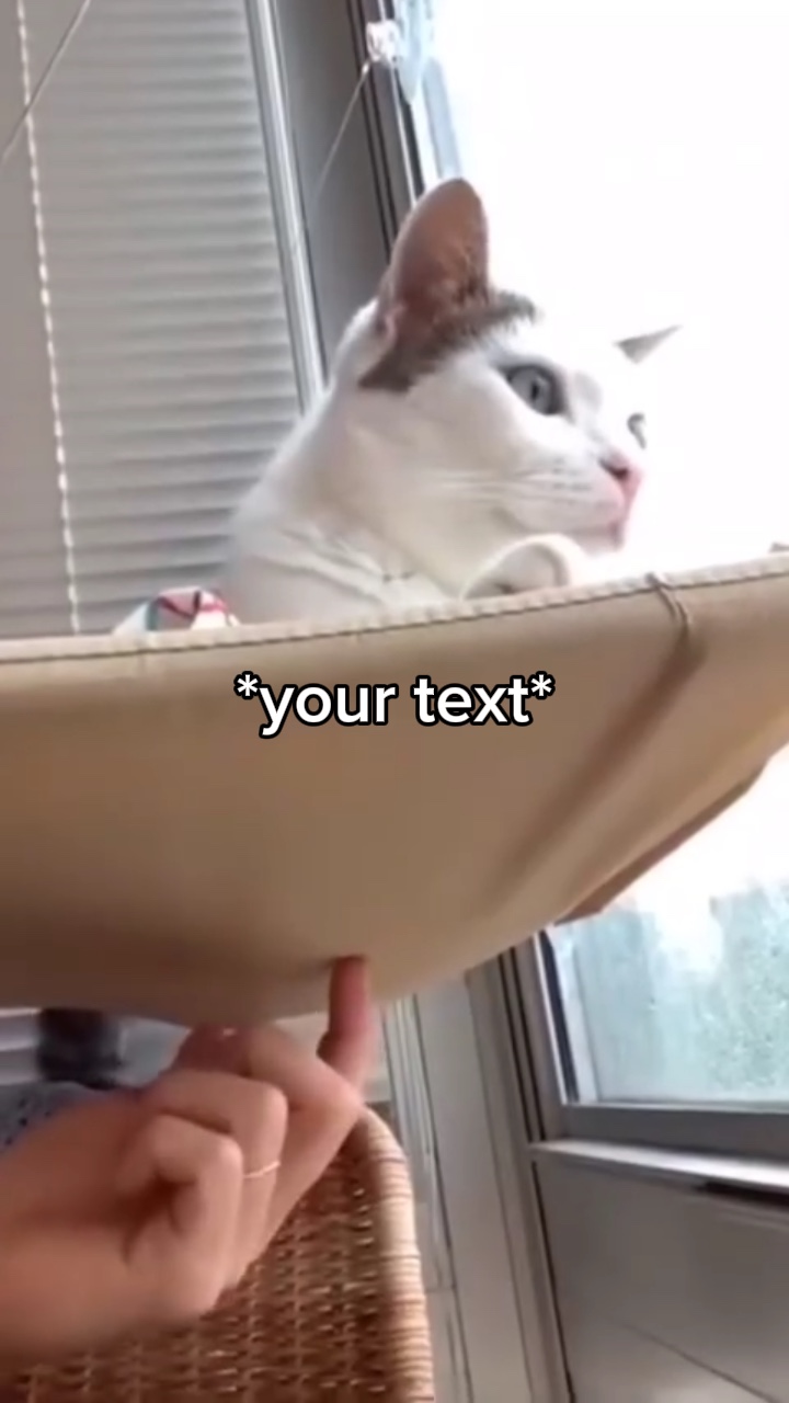 Cat fall meme