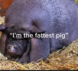 Fattest pig