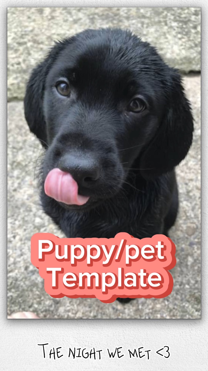 The night we met❤️🐶