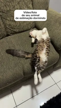 Gato  preguiçoso 😂