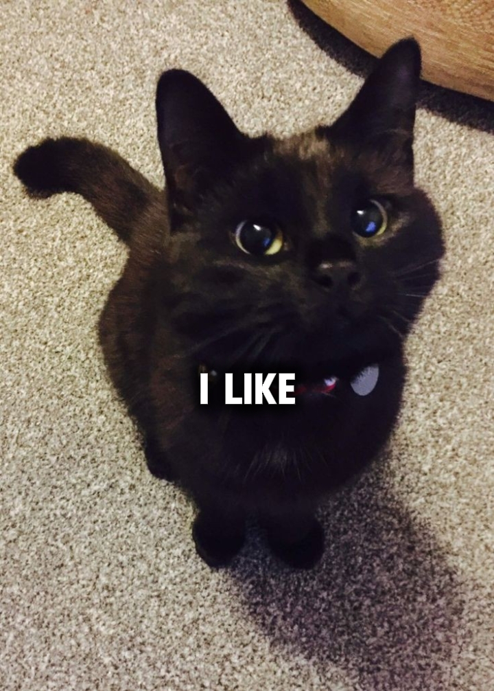 Gato negro y naranja