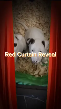 Red Curtain Reveal