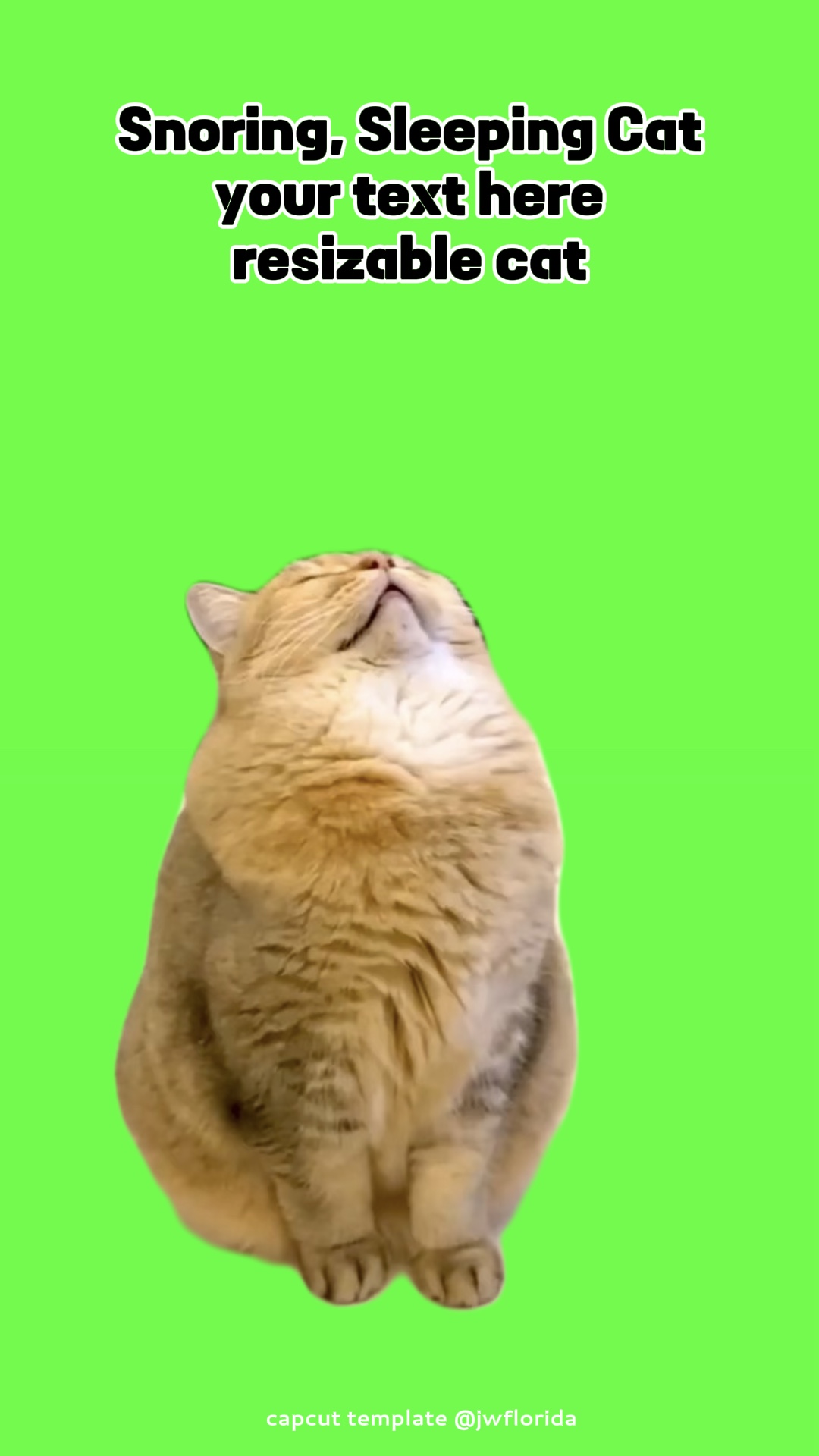 Sleeping Snoring Cat