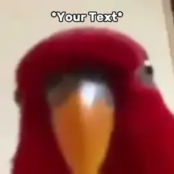 Bird Stare Meme