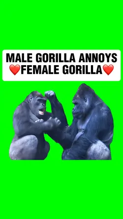 GORILLA ANNOYS 