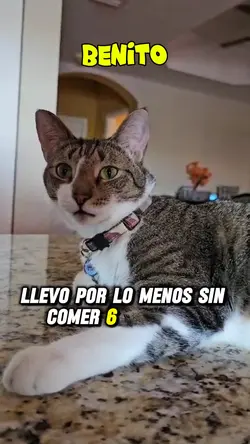Cat's Meme 1