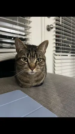 spinning cat