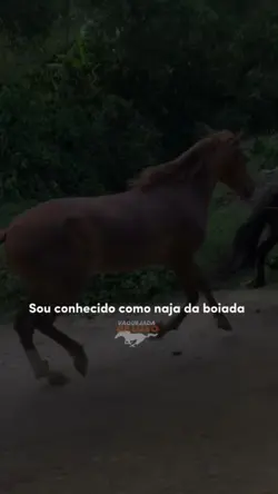 Vaquejada De Luxo 