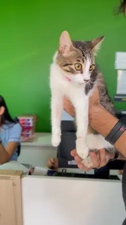 Pets 