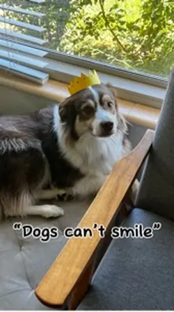 “Dogs Can’t Smile”