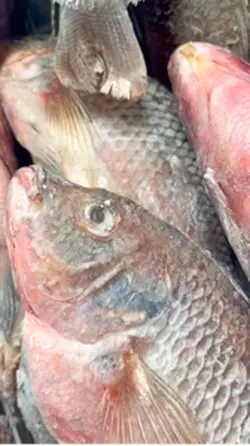 Peixe