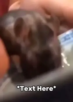 Rat poison meme