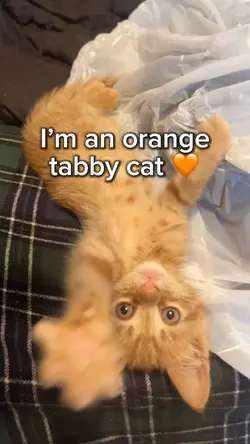 My names Tiger 🧡🐈