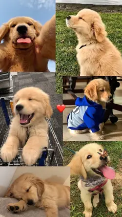 YOUR PET ❤️‍🩹