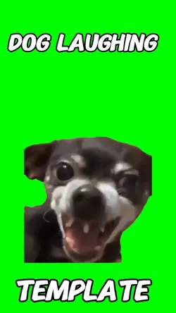 Dog laughing 
