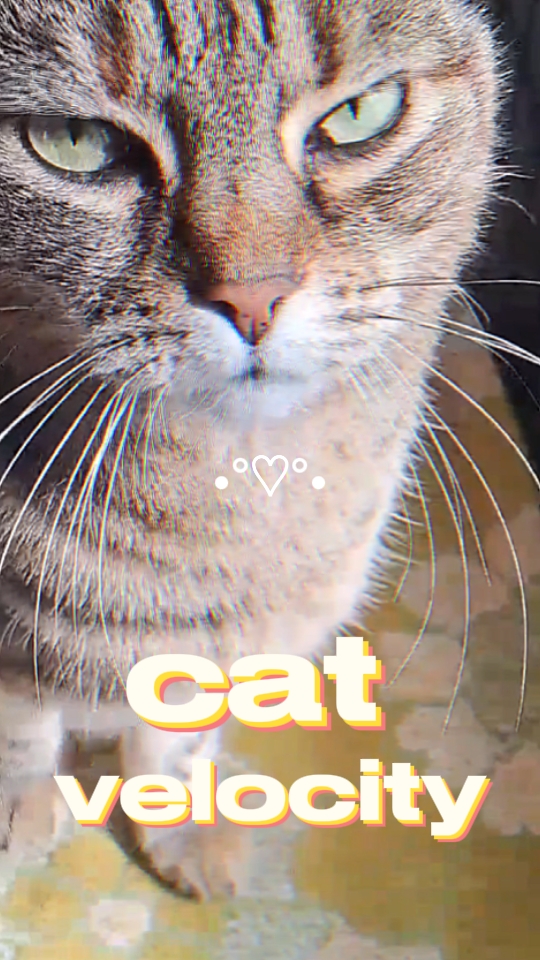 cat velocity <3
