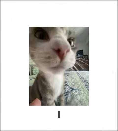 meme kucing