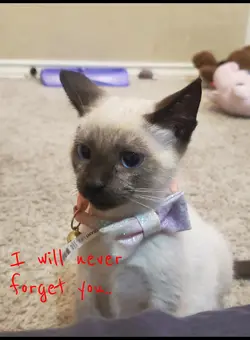 good bye my cat