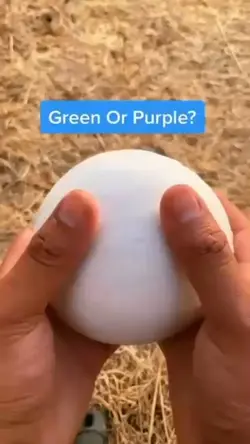 Guess the color