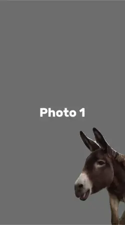 Donkey laughing meme
