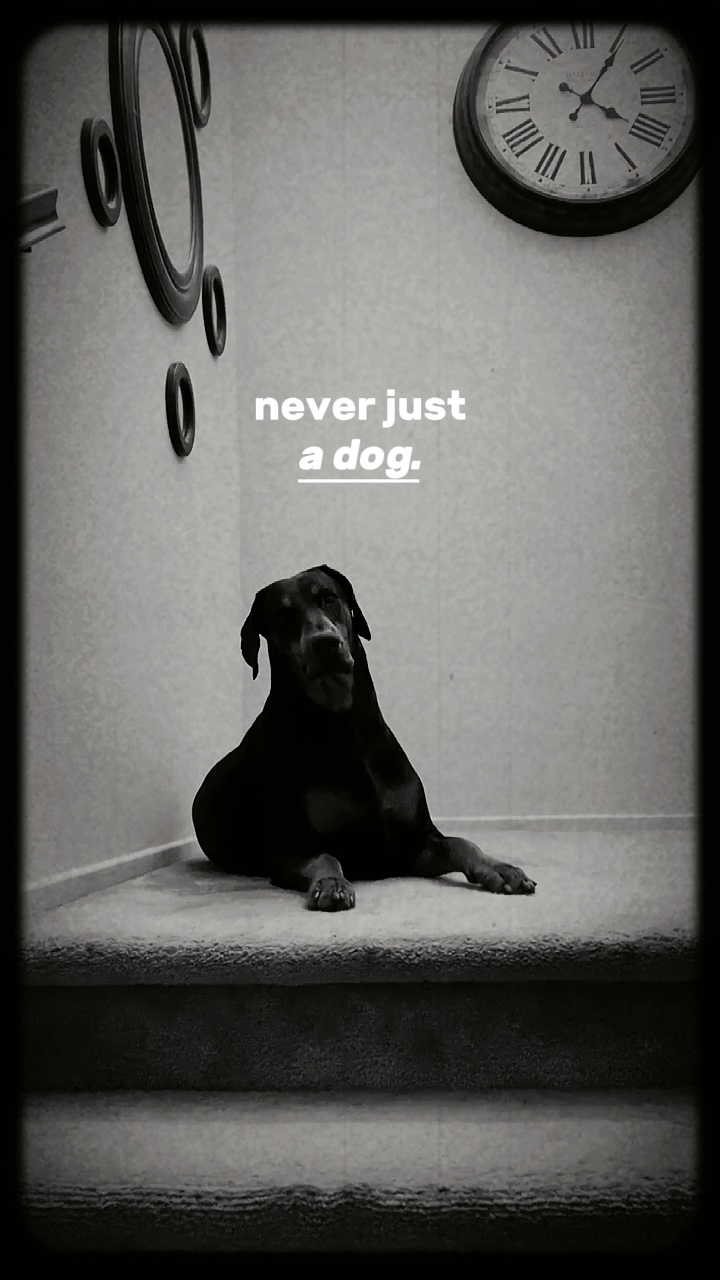 Niemals nur ein HUND..