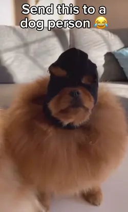 Dog Thugs 