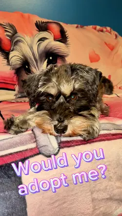 Would you adopt me?