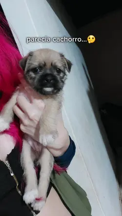 Parecia cachorro...