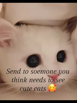Cute cats 🐱 