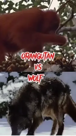orangutan vs wolf 