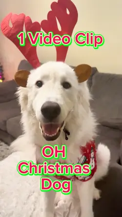 Oh Christmas Dog 