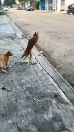 Meme gato