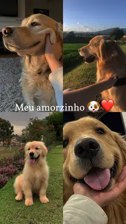 Seu cachorro❤️